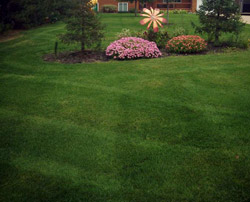 Well Groomed Lawn & Manicured Landscape