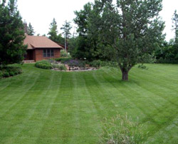 Well-Groomed Lawn