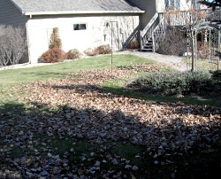 Yard Covered in Fall Leaves